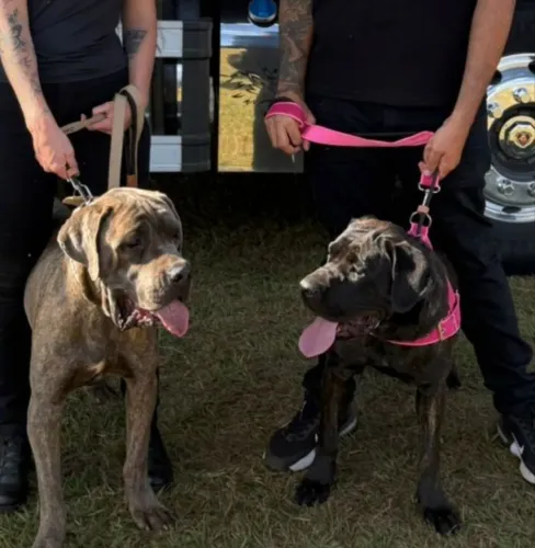 (PEDIGREE) CANE CORSO filhotes Fêmea