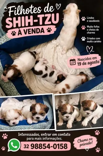 Filhotes de Shih Tzu