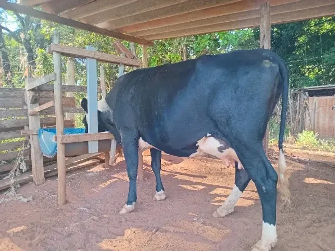 Vacas girolando 