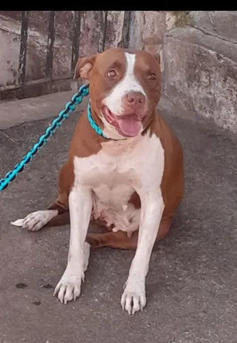 Filhote de Pitbull disponível 350 reais o macho