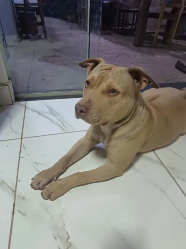 Doação de filhotes de cachorro