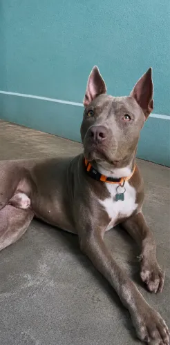 Pitibull