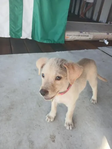 fêmea poodle com vira lata