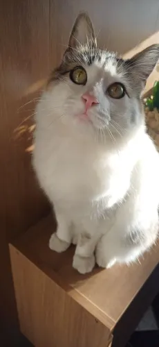 Gato adulto doação