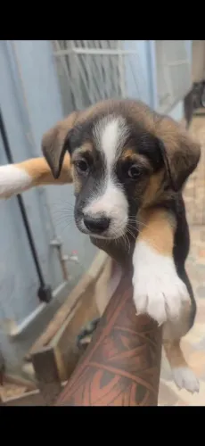 Vendo filhote macho de pastor alemão
