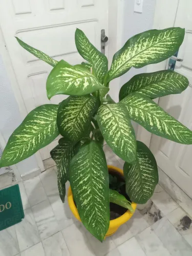 Planta