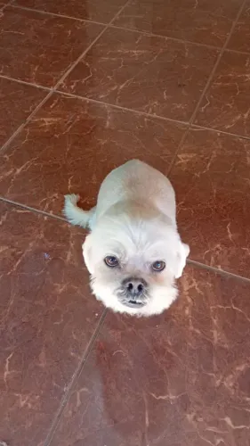 Doação responsável cachorro