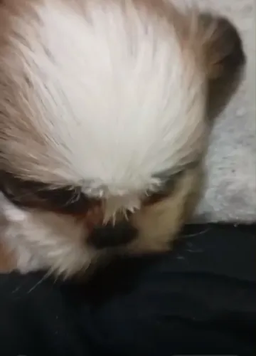 Cachorro shitzu