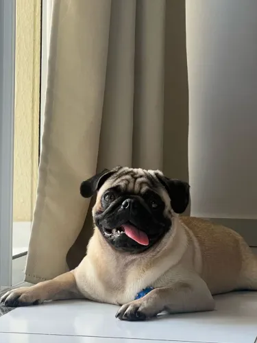 PUG MACHO PARA CRUZAR