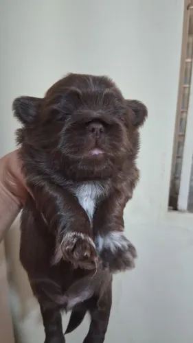 Shihtzu Macho Para Reserva Entregue Com 45 Dias De Vida!