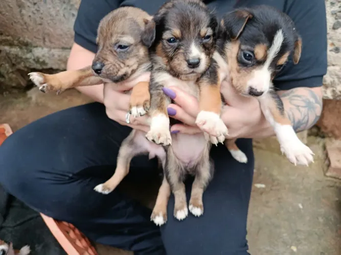 doa-se filhotes cujo a mãe seja raça mista (rottweiler+pitbull).