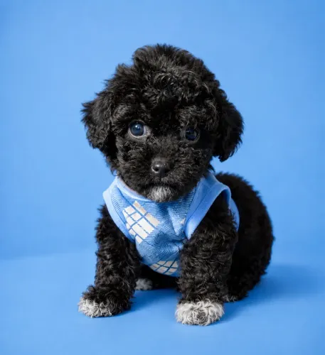 Poodle Toy macho original pedigree