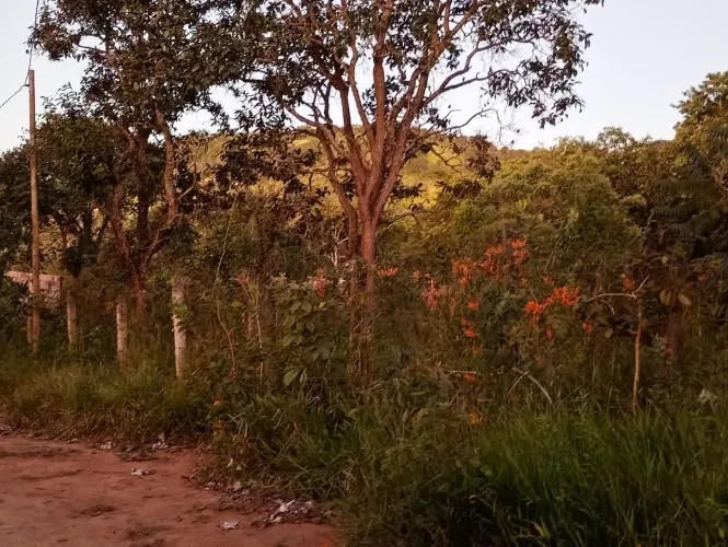 Lote próximo a cajuru
