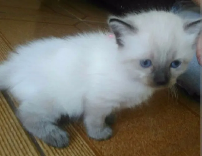 Gatinho siamês pronta a entrega