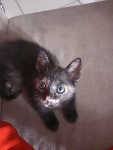 Gatinha para doação