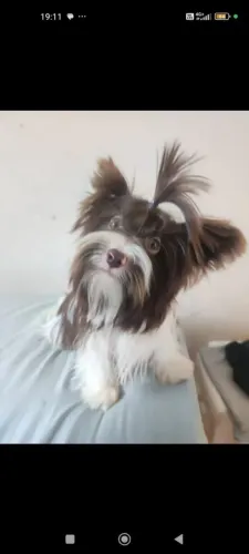 Filhotes de Biewer Terrier. Machos e fêmeas.