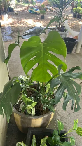 Plantas ornamentais
