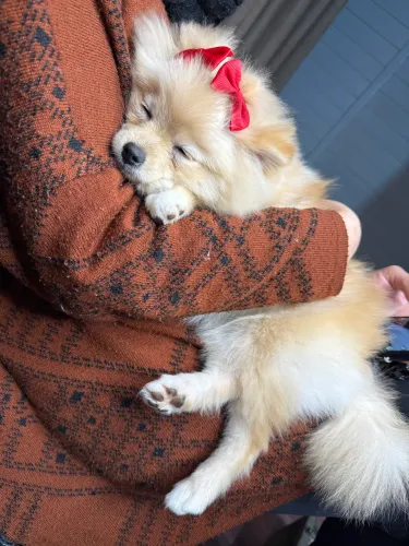 Lulu da pomerania fêmea 