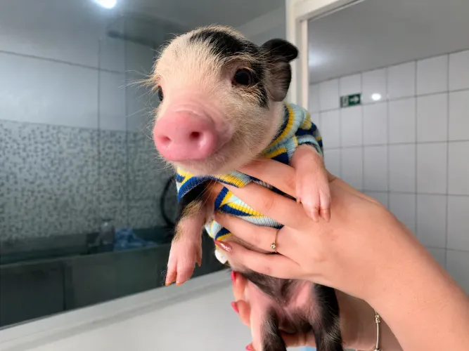 Mini Pig Filhote Disponível Porquinho Doméstico | Reservas Abertas