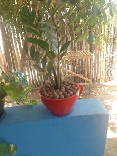 Dois lindos vasos com plantas