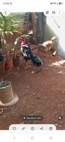 Vendo frango mura polaco