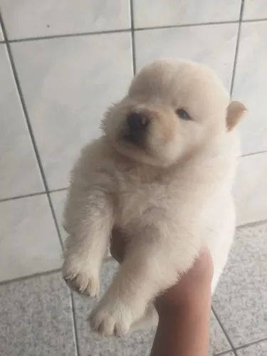 Chow Chow