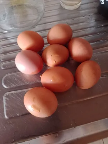 Galinhas para postura 