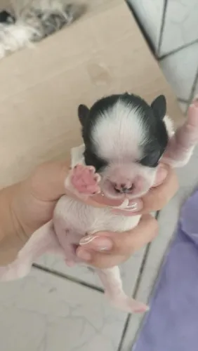 Vendo lindos cachorros 