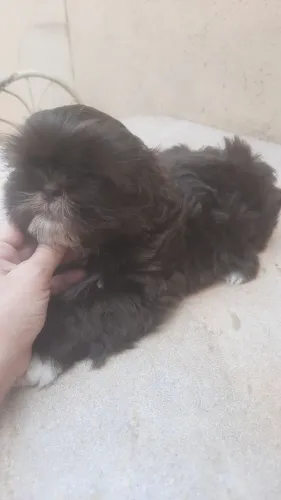 Lindo filhote macho de shih tzu