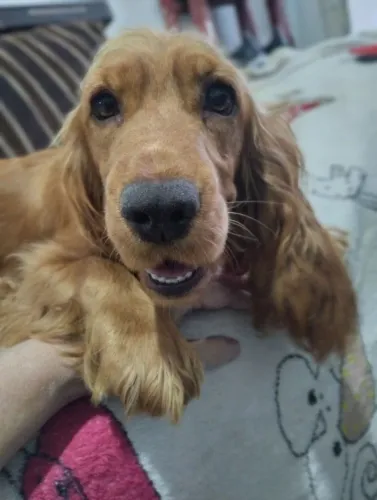 Coker Spaniel Inglês Linda