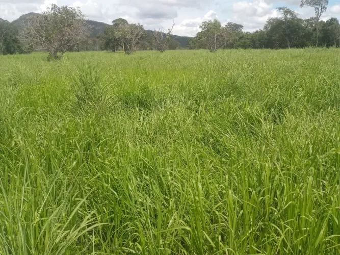 Oportunidade fazendinha, de 2240.000.00 por 1500.000.00 no dinheiro or