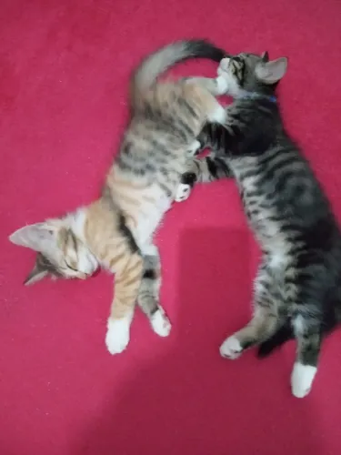 Doação de gatos filhotes