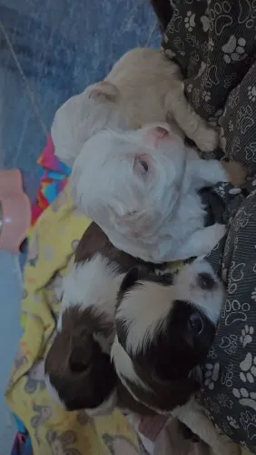 Filhotes de Shih Tzu - a partir de 900