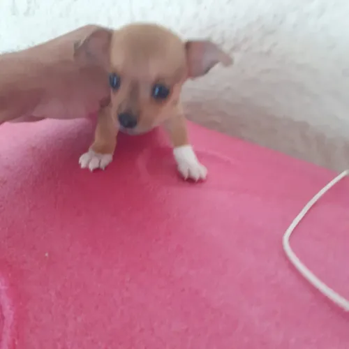 Pinscher 00 fêmeas com Pedigree 