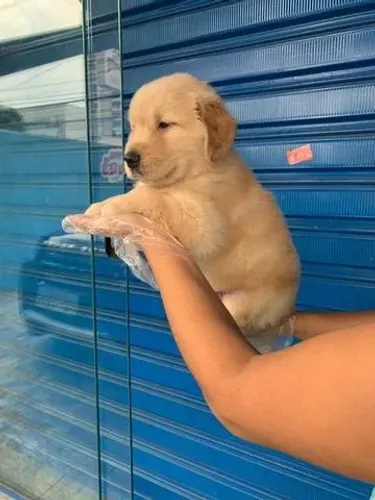 Filhote Golden Retriever vacinado com V10 - Saúde e fofura garantidas