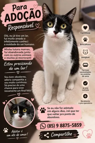 ADOÇÃO CONSICIENTE E RESPONSÁVEL DE UMA GATINHA CASTRADA