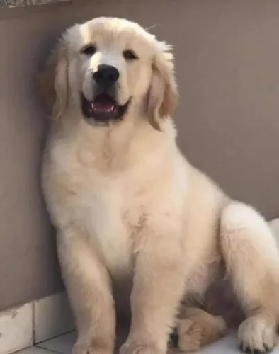 Lindos filhotes Golden Retriever liberados para entrega