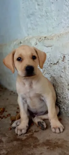 Adoção de lindos cachorrinho machos com 2 meses.
