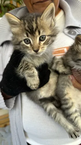 Doação gatos