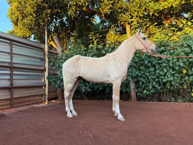Cavalo Mangalarga Marcha Picada 