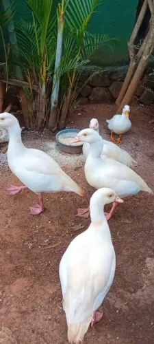 Ganso do Egito branco 