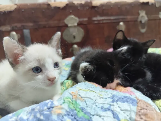 Doação de gato filhote