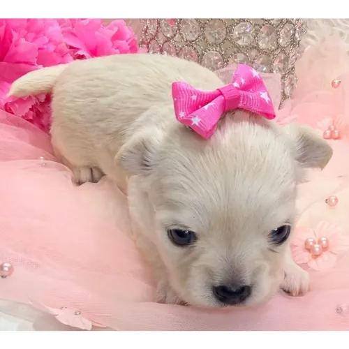 Chihuahua | Chama no WhatsApp