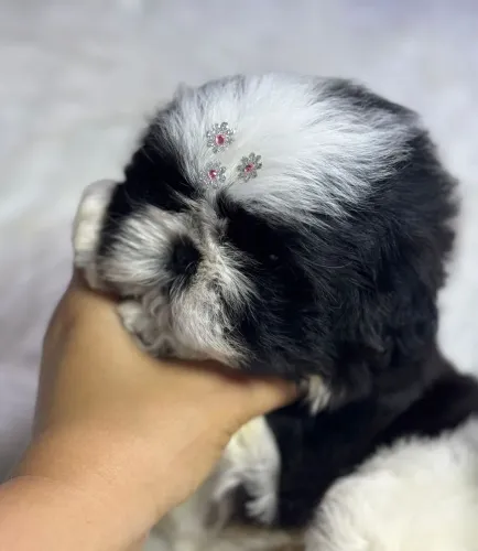 Shitzu baby face fêmea branca com preto