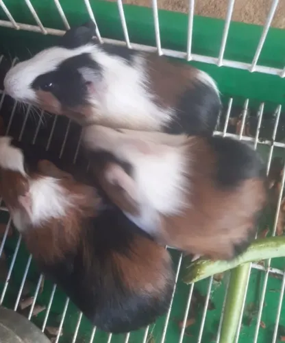 Filhotes de porquinhos da Índia comum... somente machos