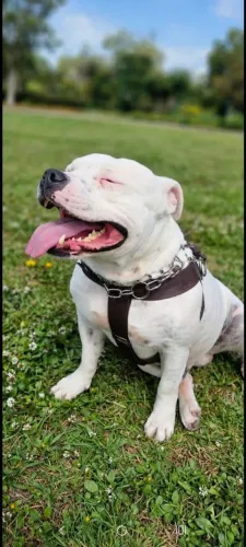 Vende-se filhote de Staffordshire bull terrier raça pura com pedigree