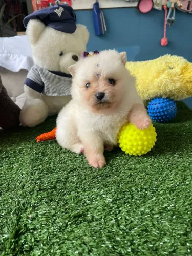 Spitz alemão fêminha disponível