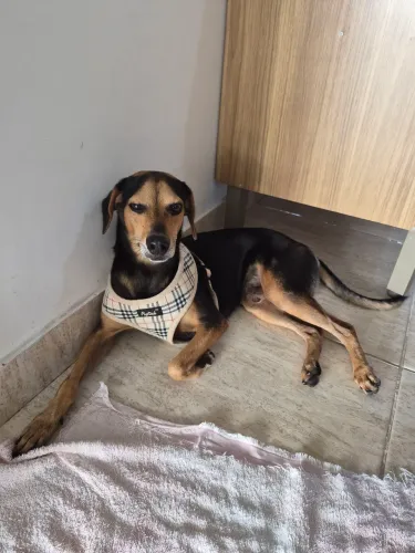 Cachorro da raça Galgo com Beagle