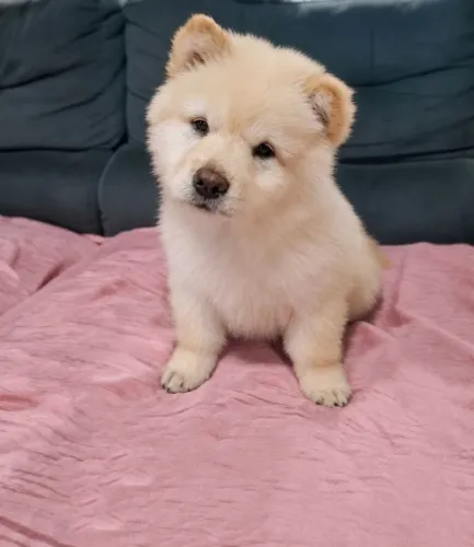 Chow Chow