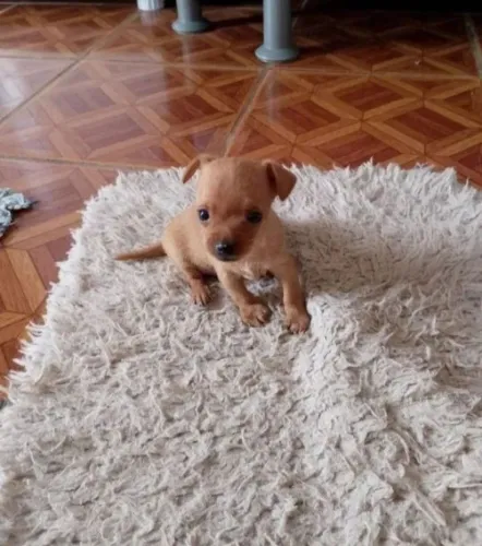 PINSCHER CARAMELO 500 AVISTA 